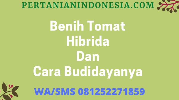 Benih Tomat Hibrida Dan Cara Budidayanya